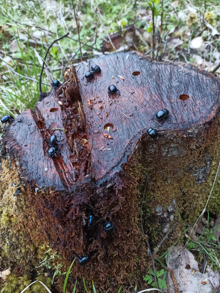 svampodling i stubbe med tordyvel