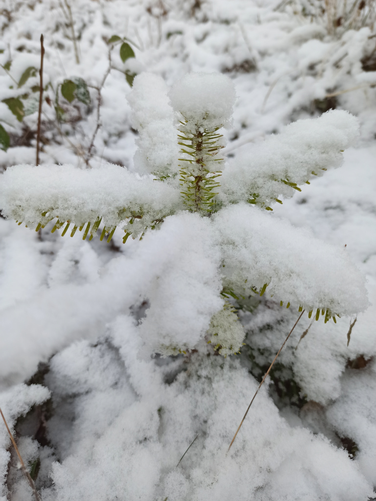 julgransplanta nr 1 täckt av snö