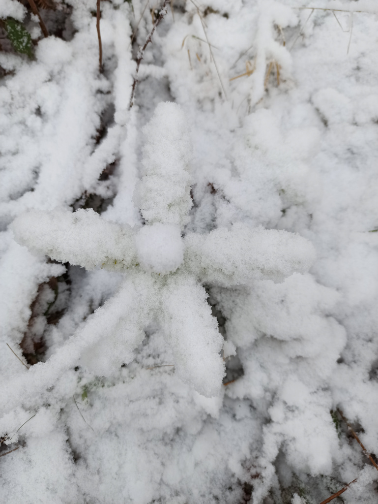 julgransplanta nr 2 täckt av snö