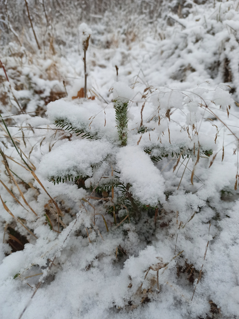 julgransplanta nr 3 täckt av snö