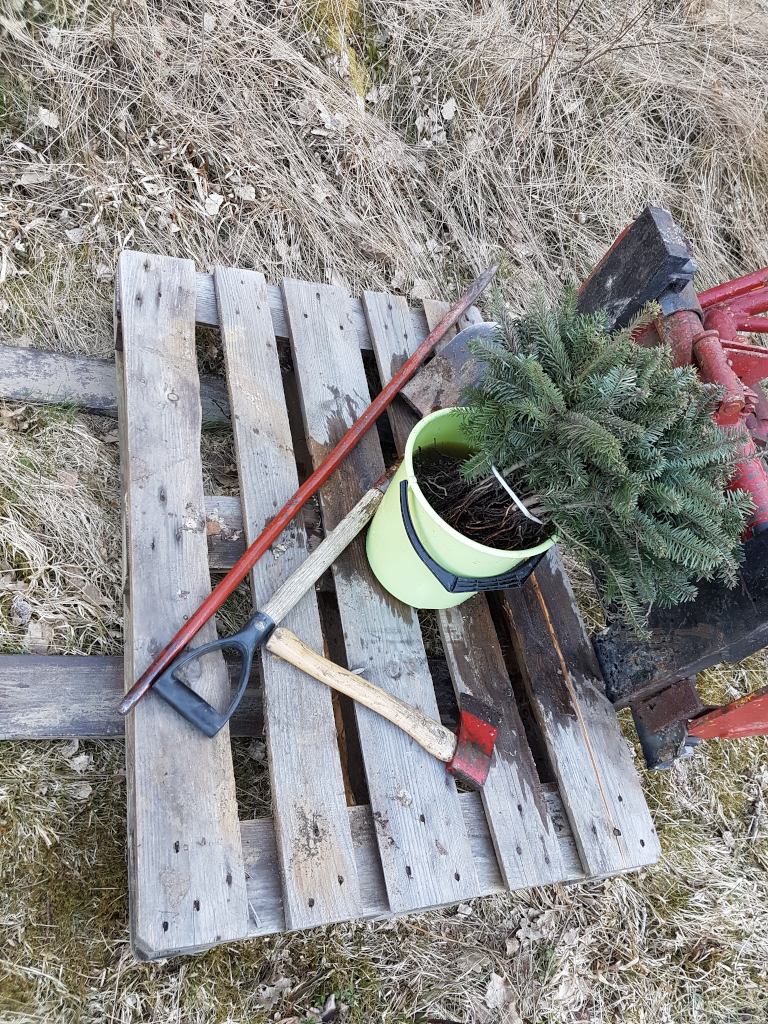 Planteringsverktyg för julgransplantor